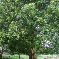 Hydnocarpus venenatus Gaertn.